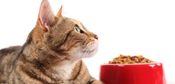 Каким кормом кормить кота?