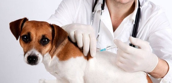 Какие прививки делают животным?