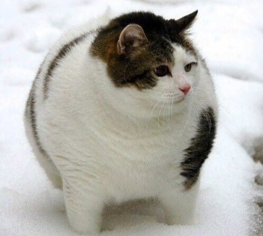 Ожирение у котов