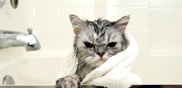 Как часто мыть кота?