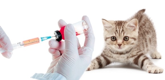 Зачем котам делать прививки?