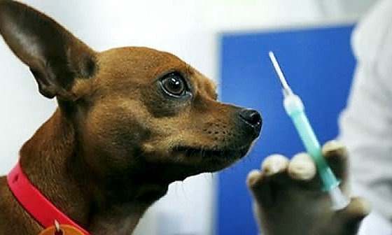 вакцинация домашних животных