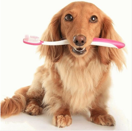 Чистка зубов собак
